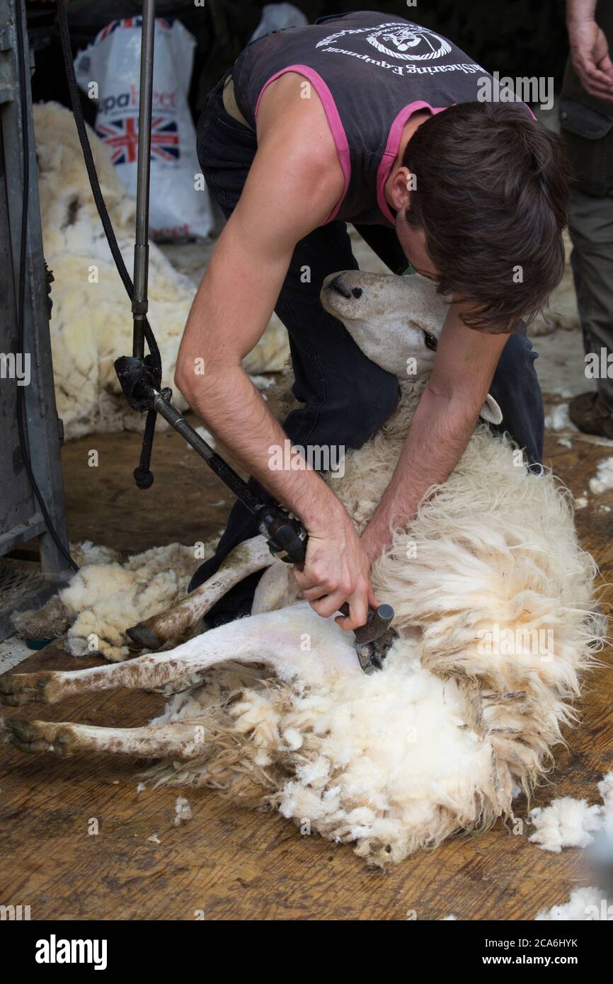 Sheep shearers hires stock photography and images Alamy