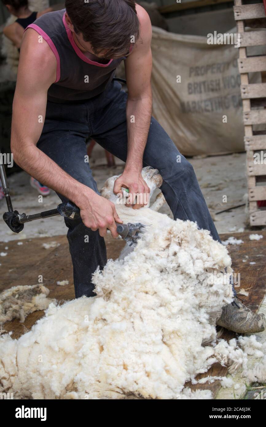 Sheep Shearing Stock Photo