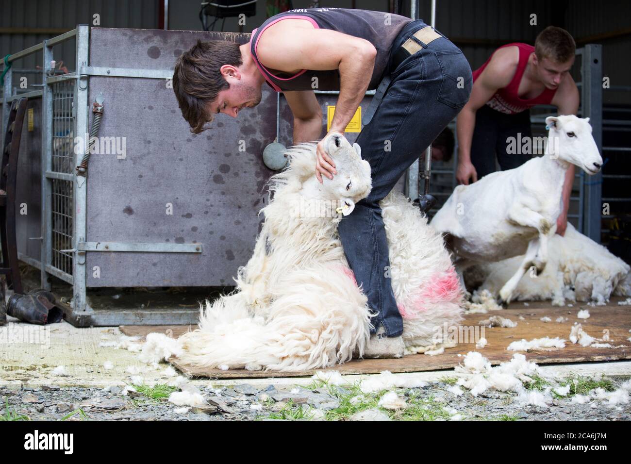 Sheep Shearing Stock Photo