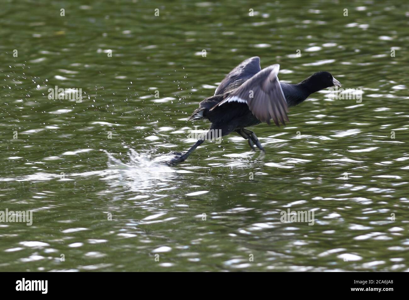 An American Coot running with great speed on the surface of the water. Stock Photo