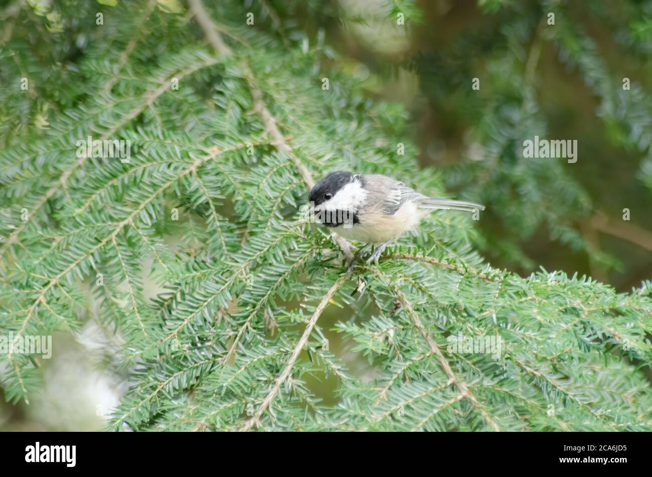 A Black-capped Chickadee (Poecile atricapillus) perched on a branch in the woods Stock Photo