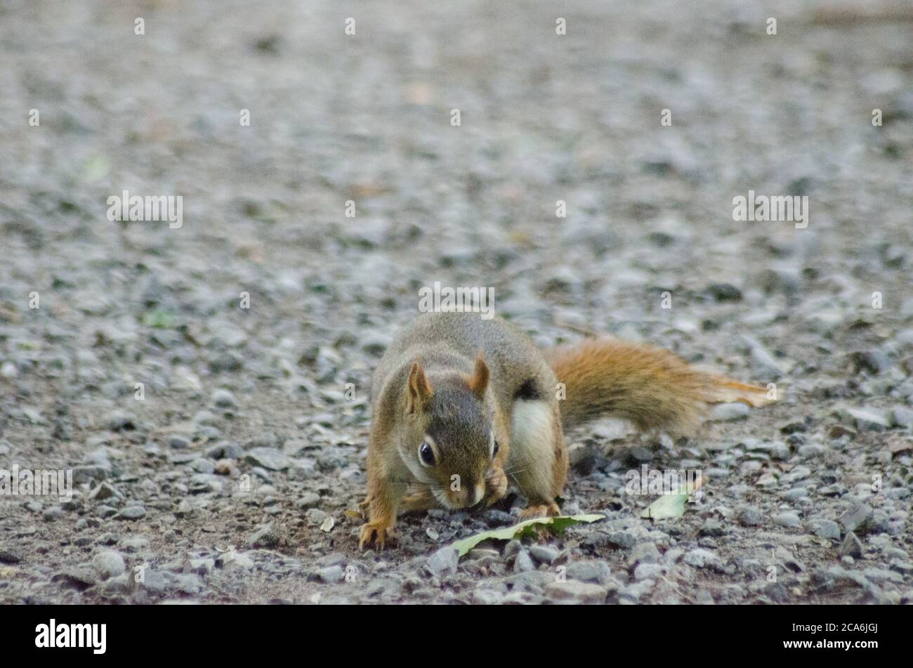 An American Red Squirrel (Tamiasciurus hudsonicus) in Whitby, Ontario, Canada Stock Photo