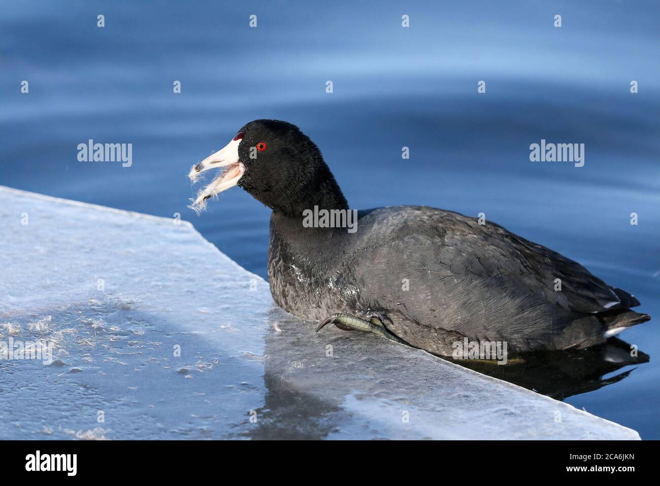 An American Coot eating its thistle snack while hanging on the edge of an icy lake. Stock Photo