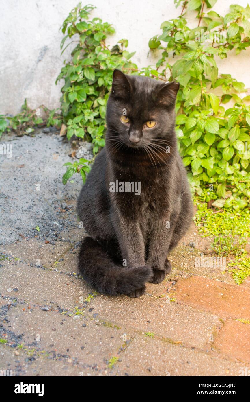 An Cat pictures of the Lovely cat as domestic animal in view Stock Photo - Alamy