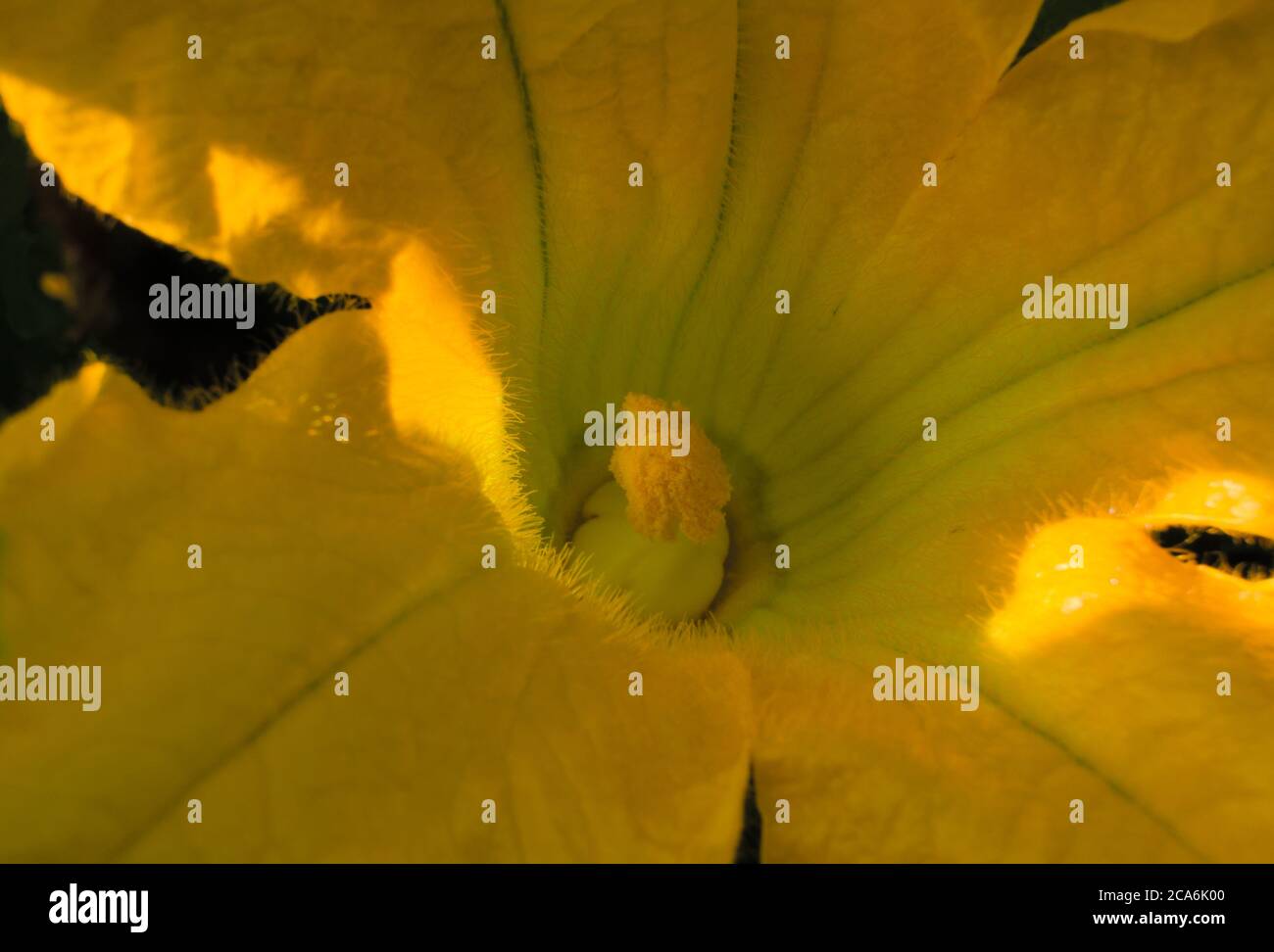 Close-up of a zucchini Flower under the sunlight Stock Photo