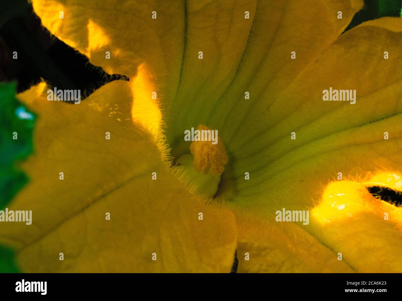 Courgette female flowers hires stock photography and images Alamy