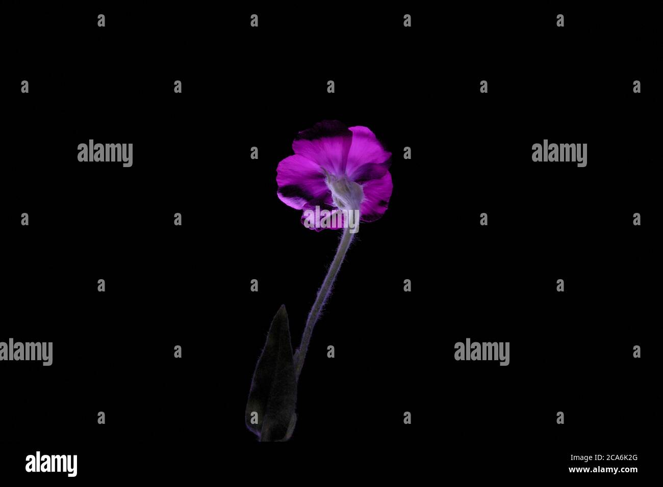 Purple flower rose campion  on a black background, also know as dusty miller,  mullein-pink  scientific name Silene coronaria Stock Photo