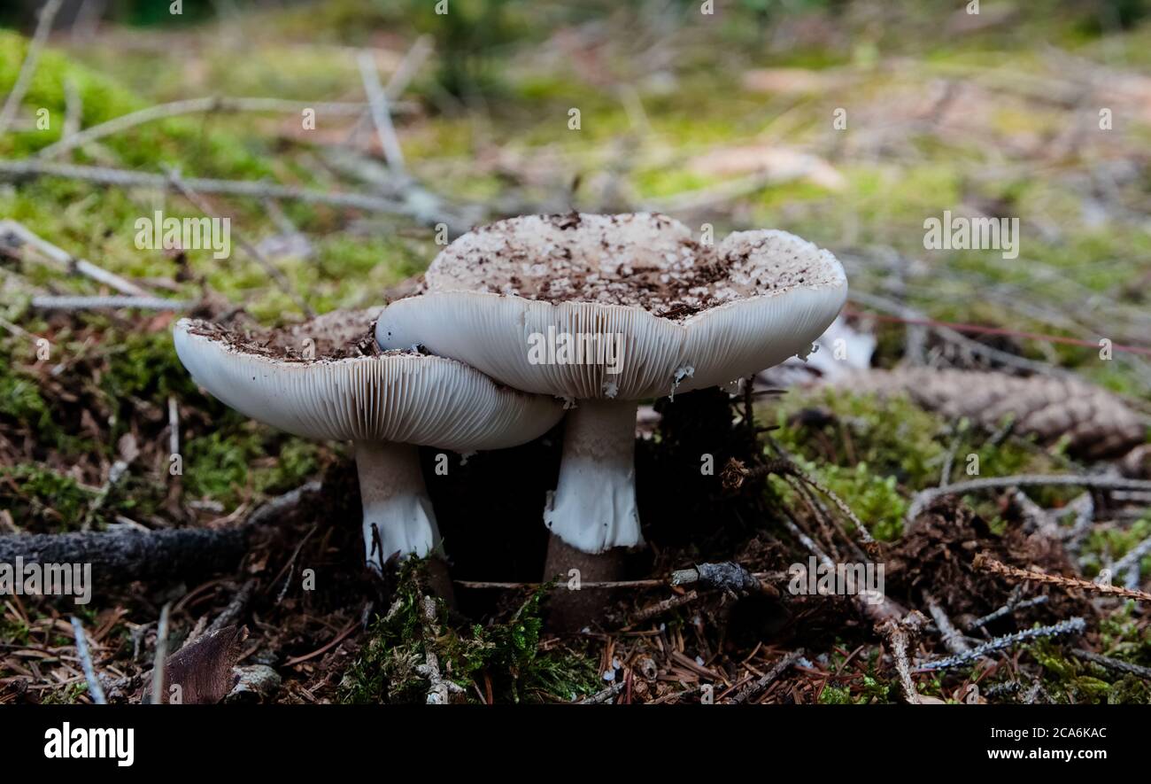 Wild Mushroom known as Busher growing in the dry boden of the forest.  Scientific name Amanita rubescens Stock Photo