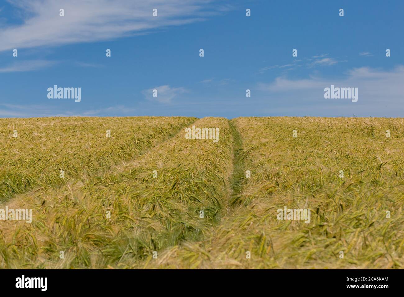 A field of cereal crops in Sussex, on a sunny summers day Stock Photo ...