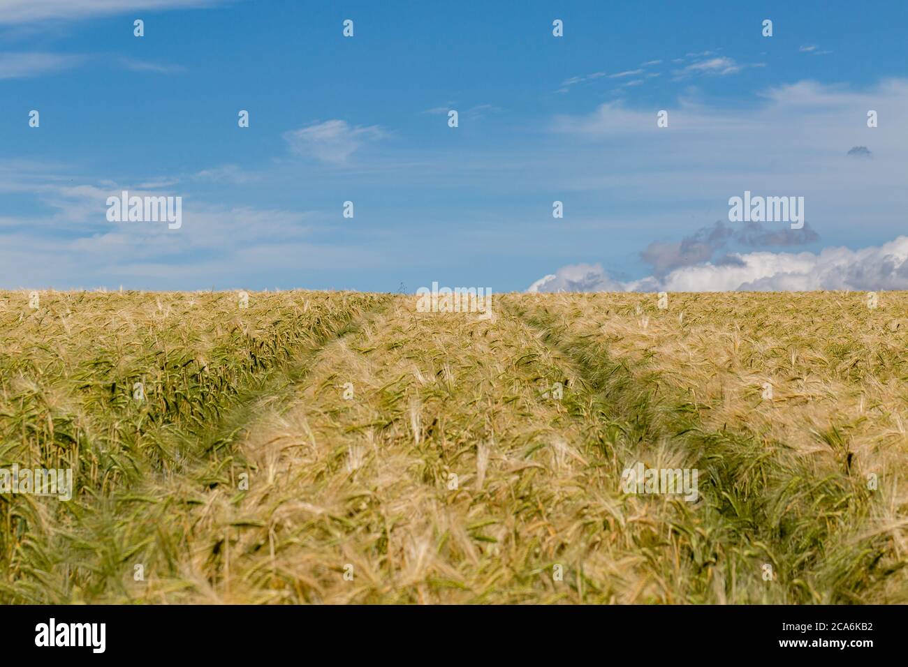 A field of cereal crops in Sussex, on a sunny summers day Stock Photo ...