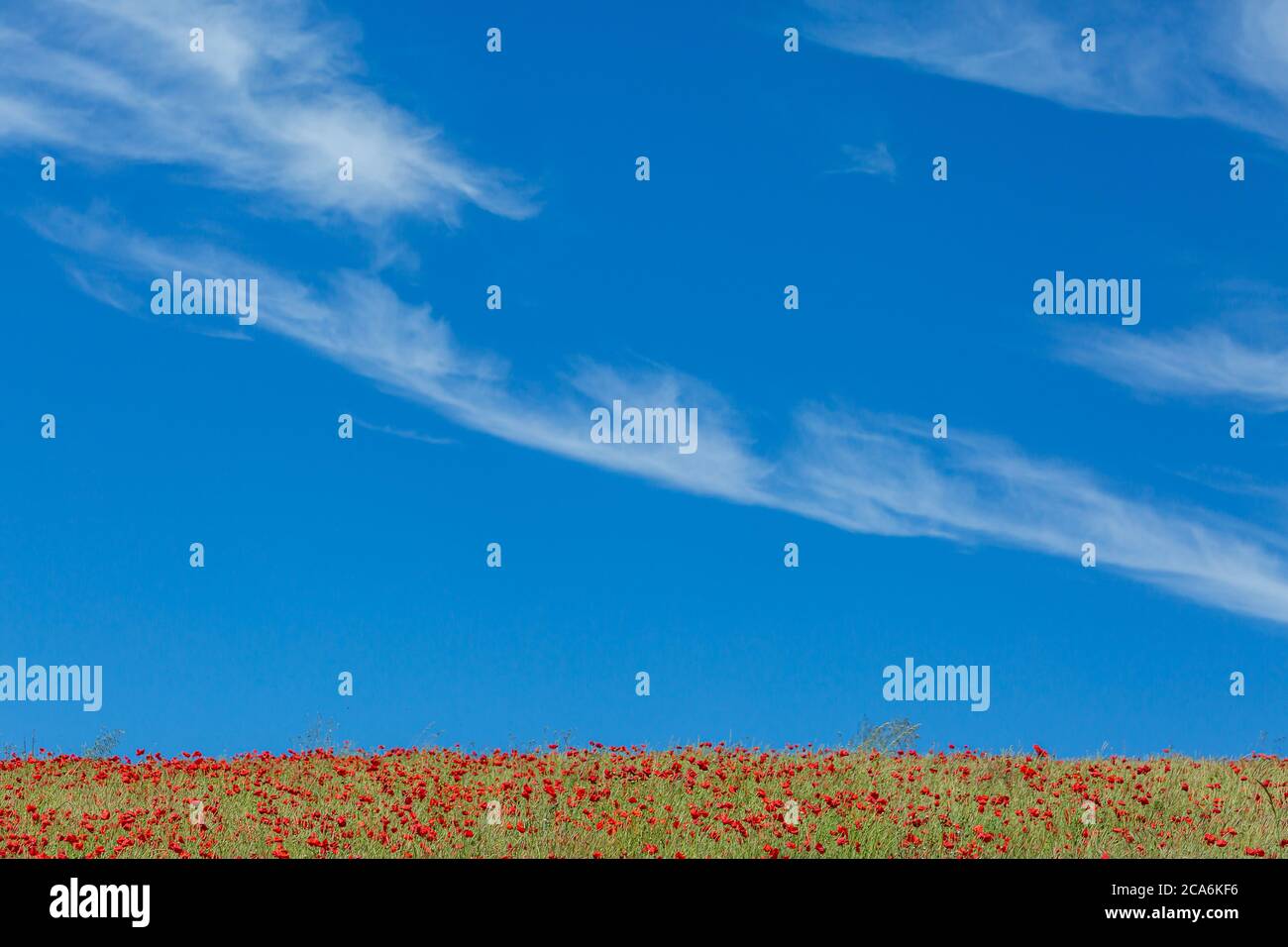 A field of vibrant red poppies with a blue sky overhead Stock Photo - Alamy