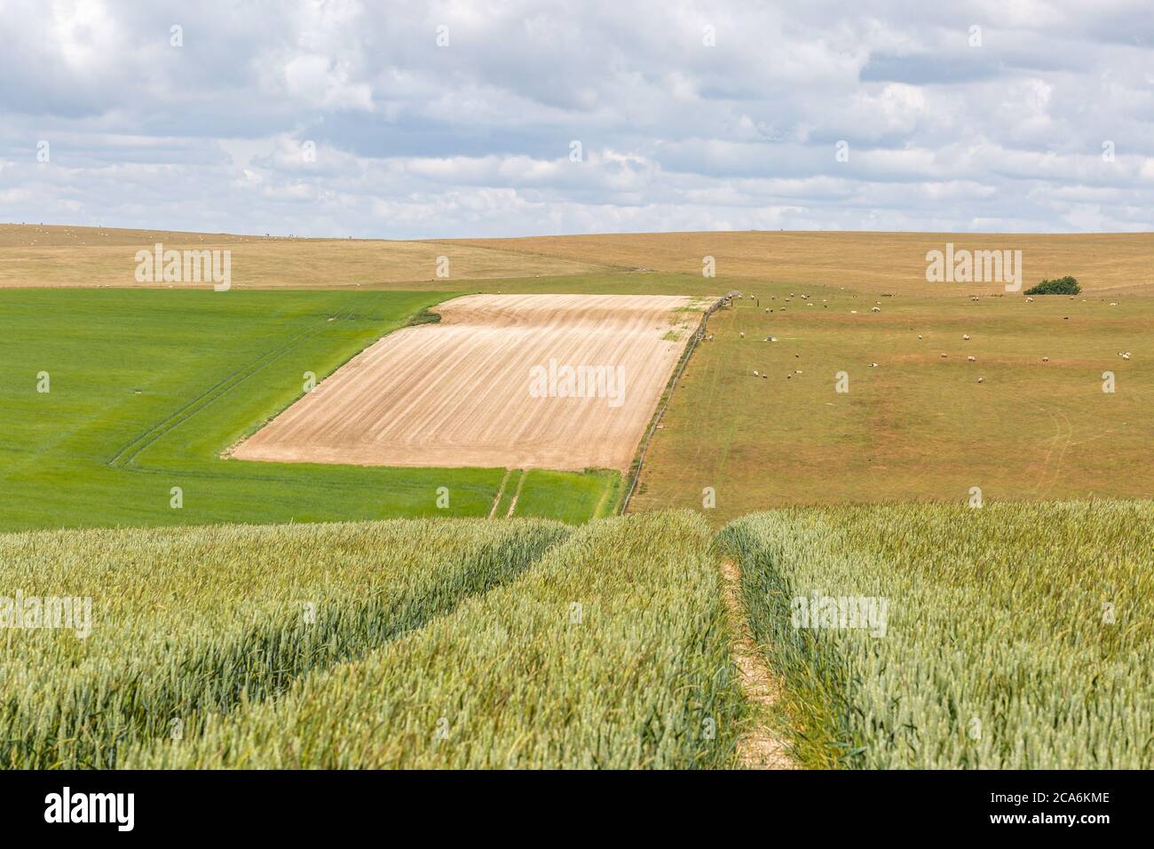 Farmland in the South Downs during summer Stock Photo