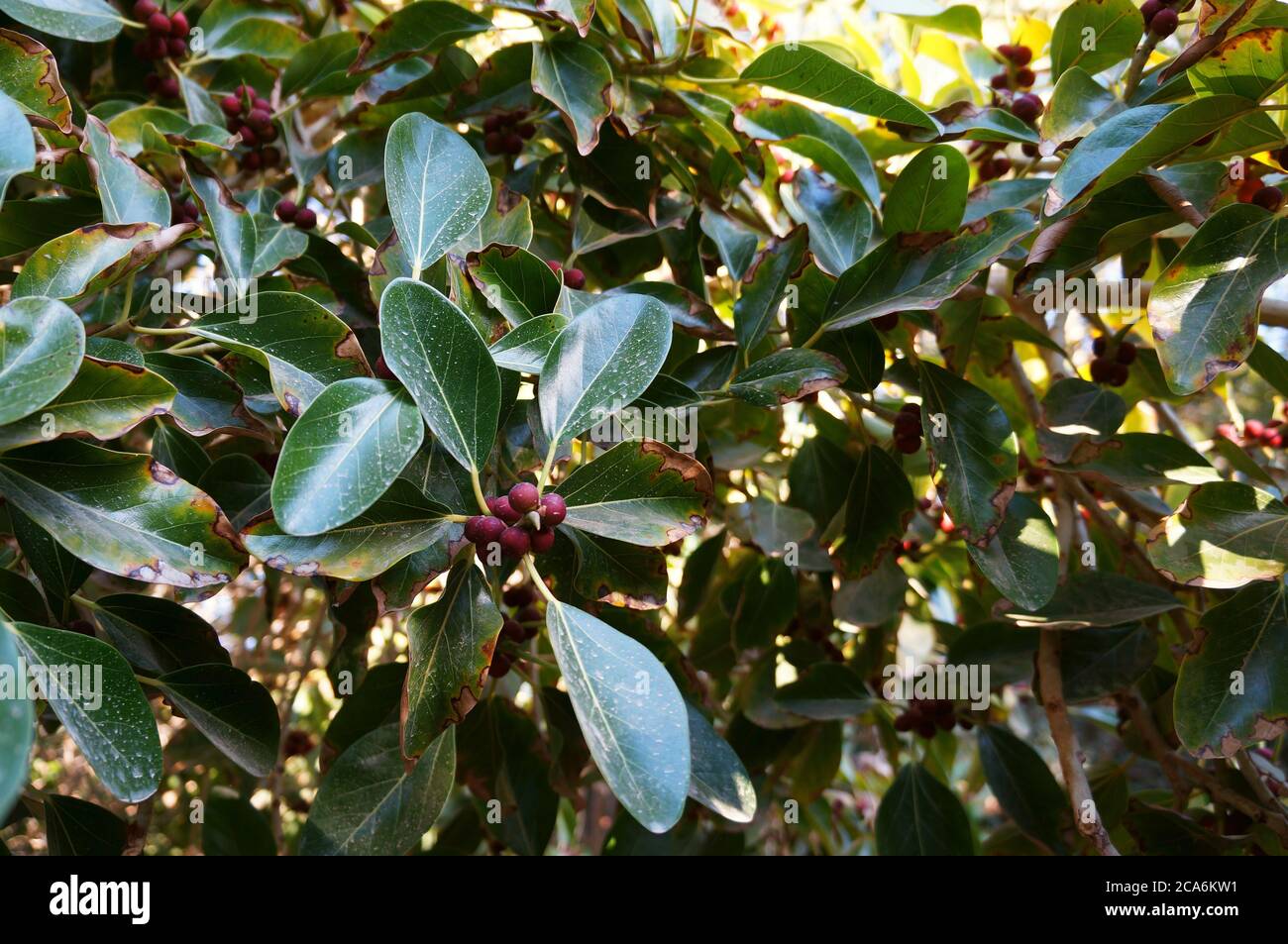 Ficus benghalensis or Banyan tree branch with red berries Stock Photo