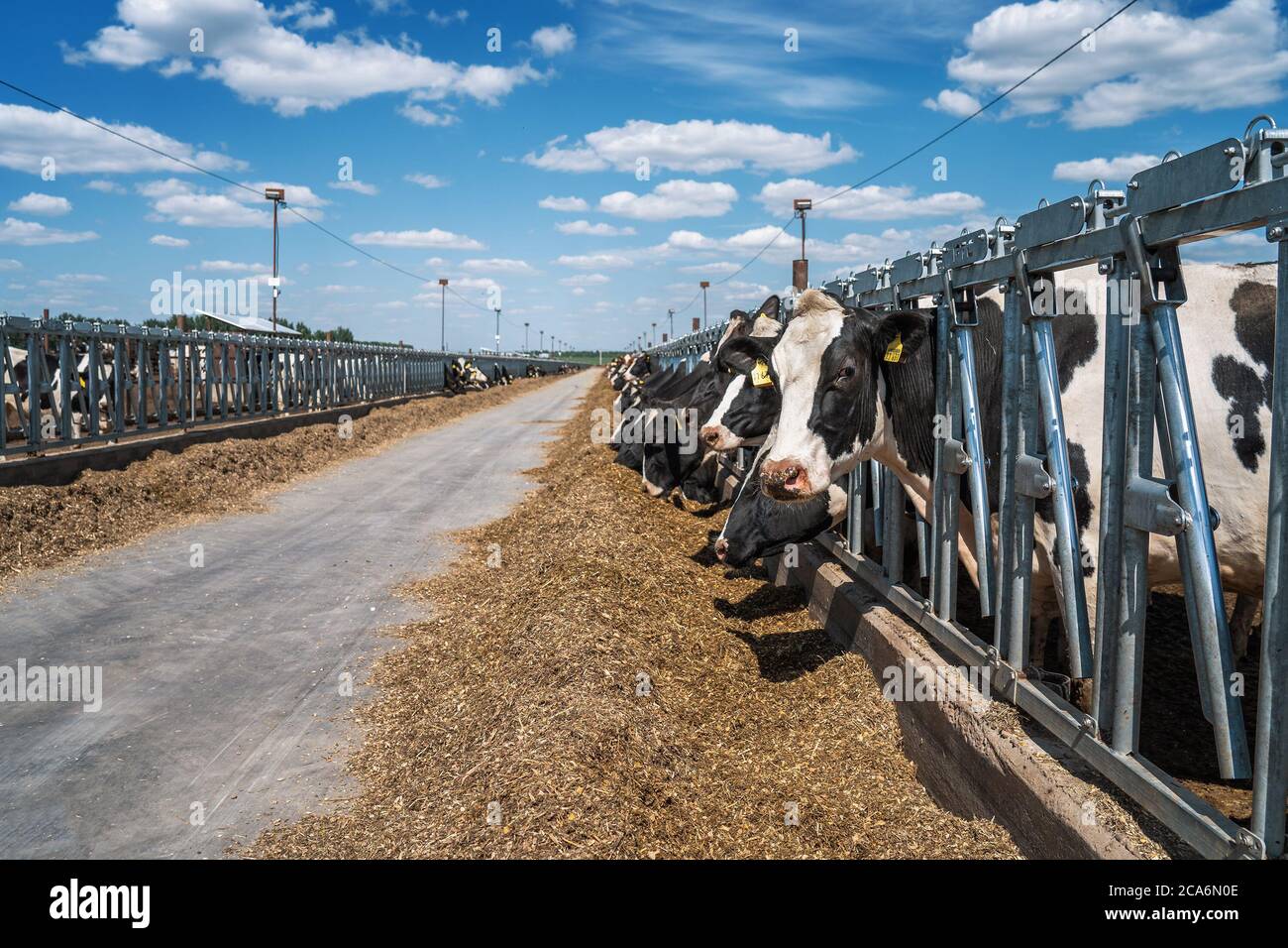 Cows eat hay on dairy farm. Breeding and feeding for milking cattle ...