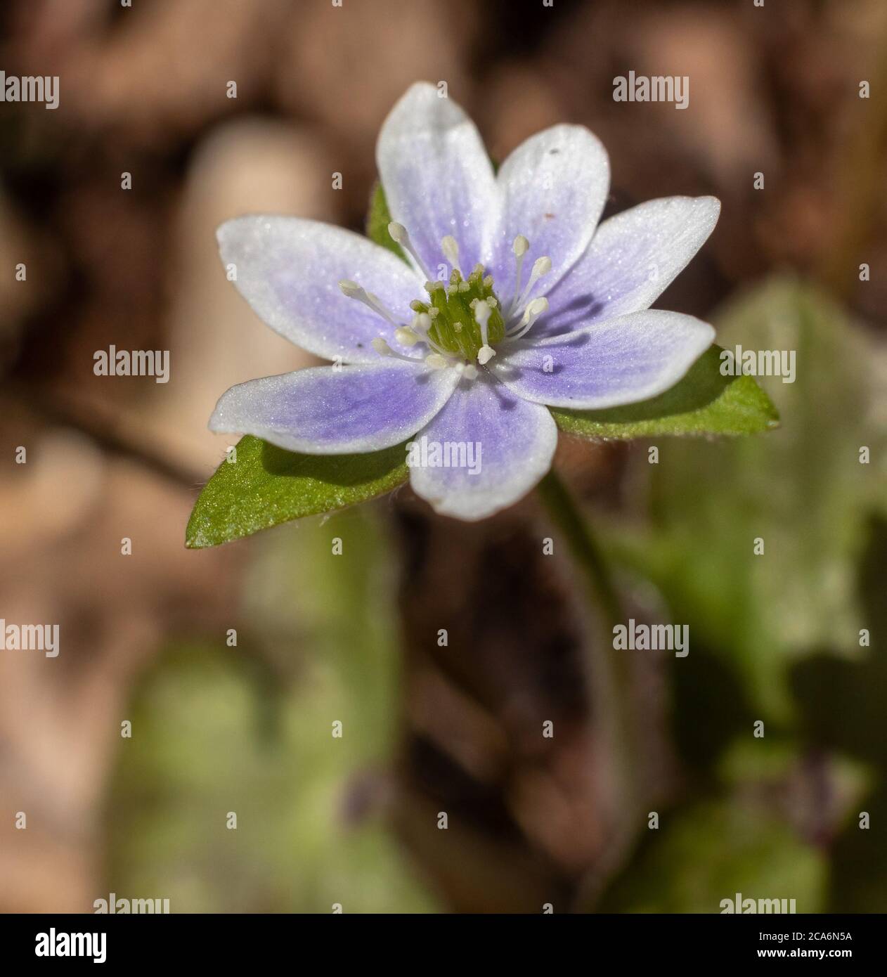 Hepatica, a spring wildflower, New York State, USA. Stock Photo