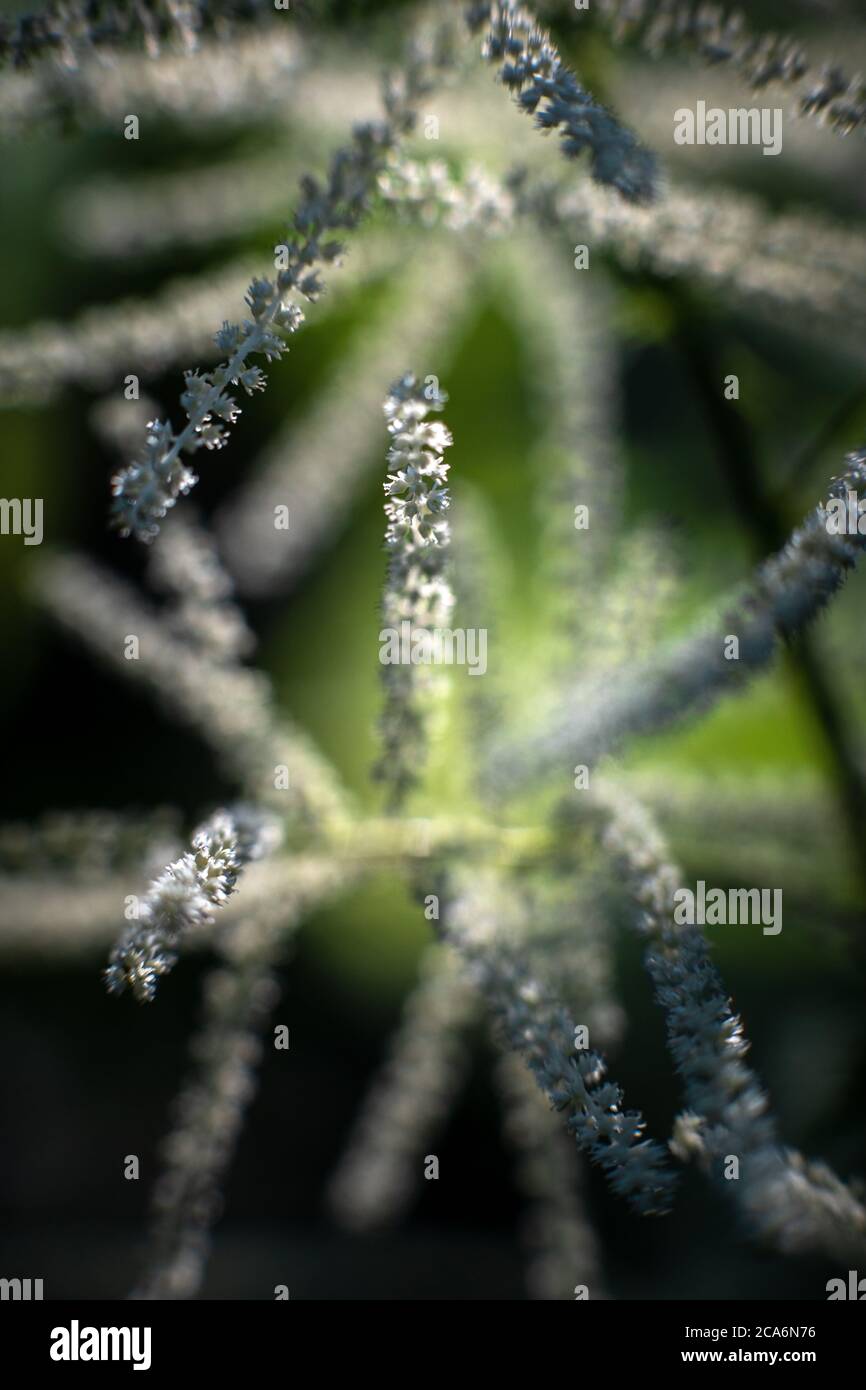 Aruncus dioicus (goatsbeard), New York State, USA. Stock Photo