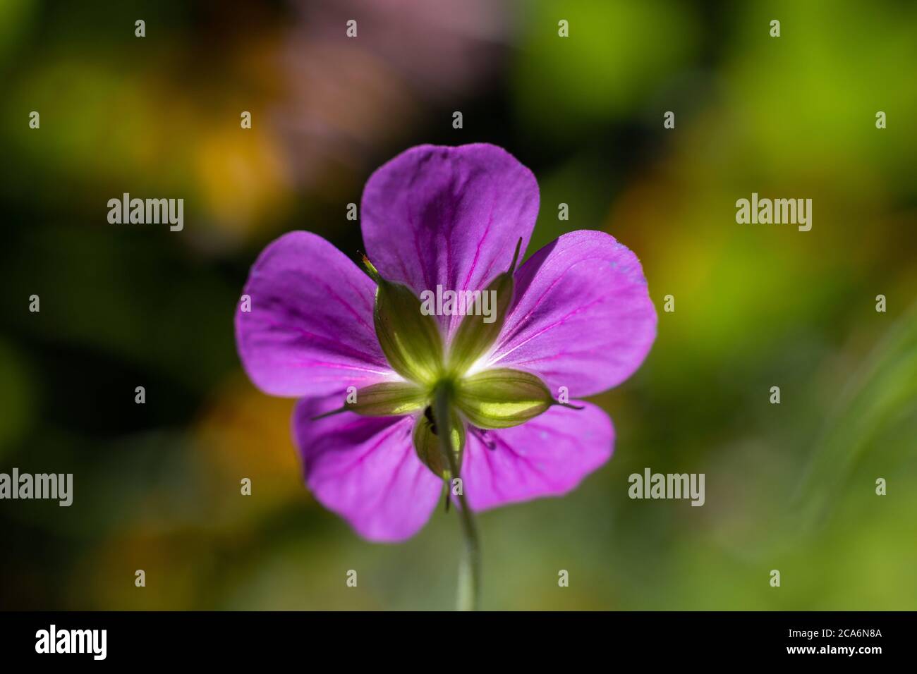 Perennial geranium, from the back of the flower. Stock Photo