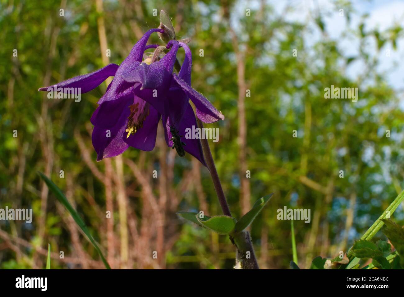 Wild European spring flower known as European columbine, common columbine, granny's nightcap, granny's bonnet, scientific name Aquilegia vulgaris Stock Photo