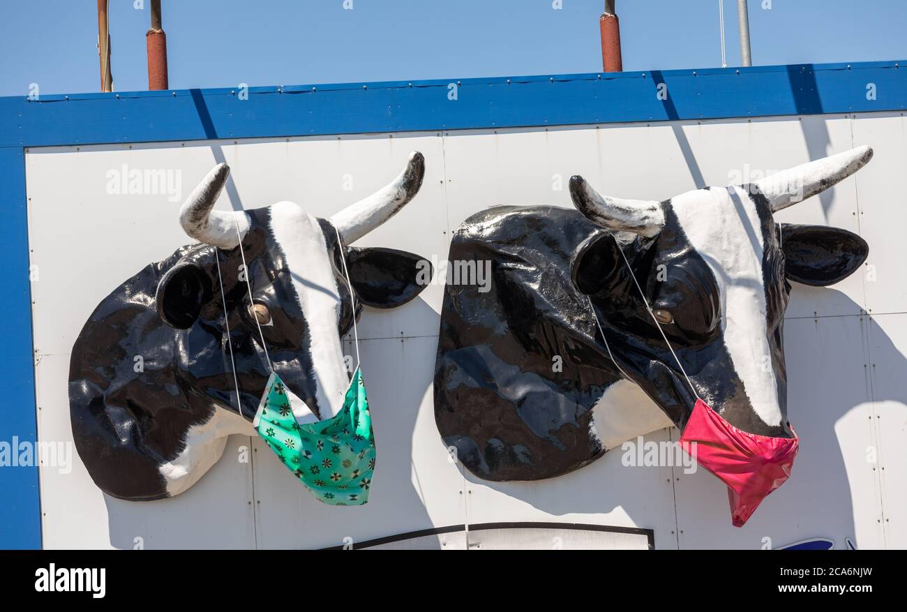 Dairy cows with masks, on a billboard in Utica, NY Stock Photo Alamy