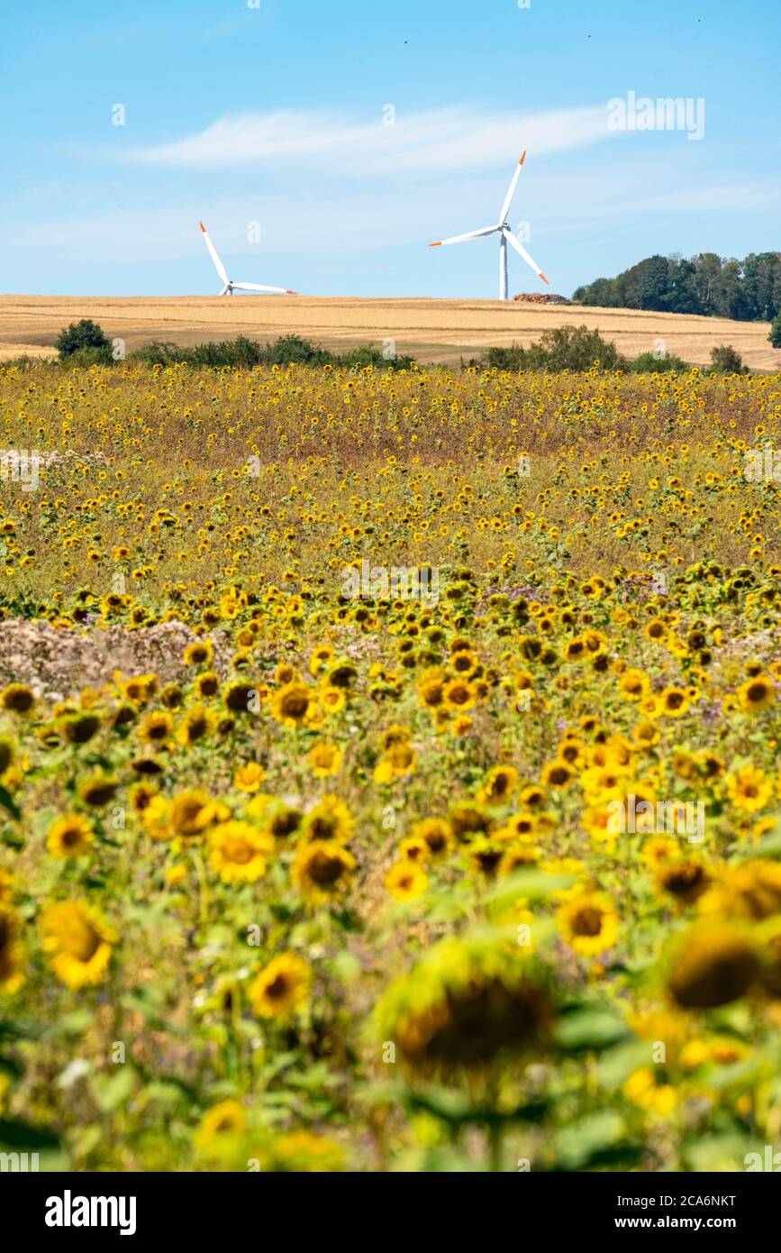 Sunflower field southeast of Nideggen, in the RurEifel, NRW, Germany