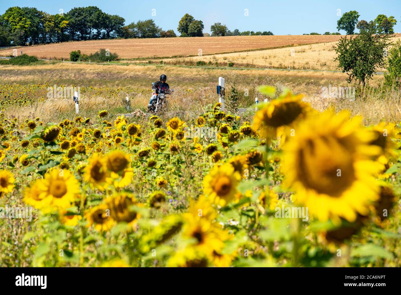 Country road, with motorcyclist, sunflower field southeast of Nideggen