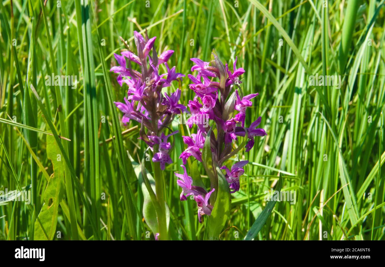 Western marsh orchid in a fen, in a meadow surrounded by tall grass, scientific name Dactylorhiza majalis Stock Photo