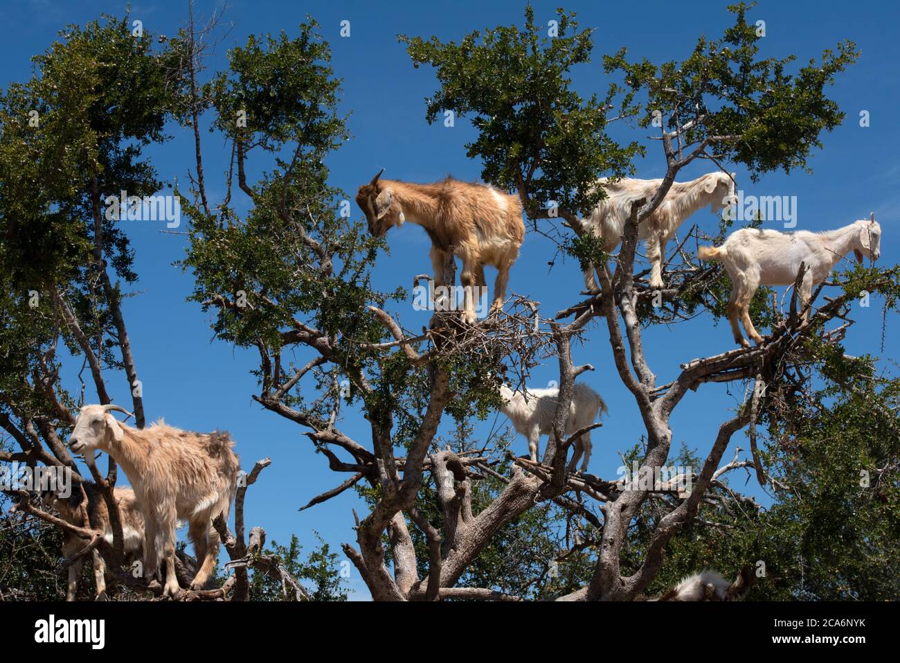 Crown argan tree with white goats on branches against a blue sky background, Morocco Stock Photo