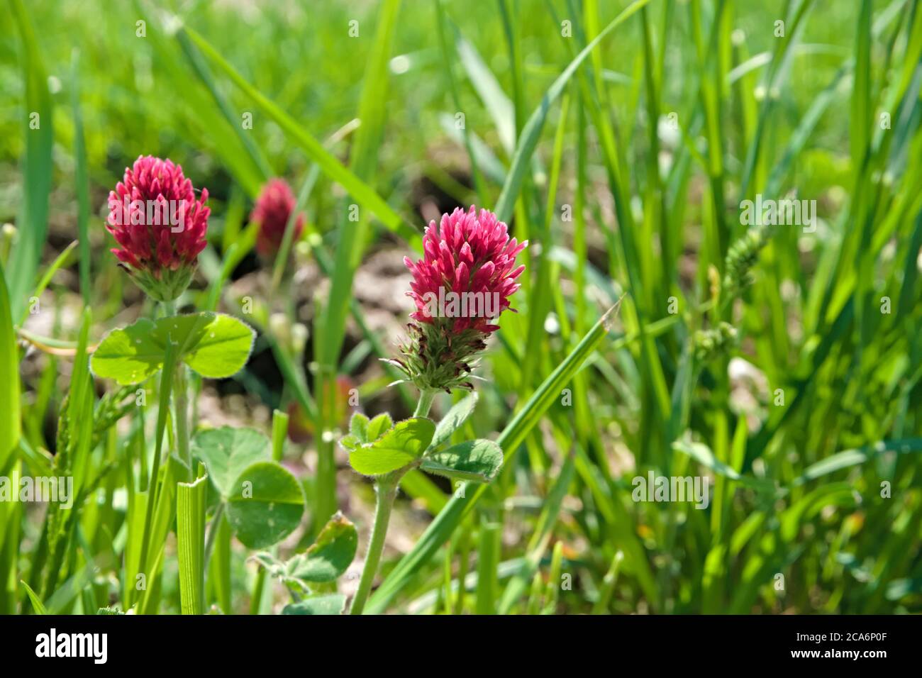 Red flower known as crimson clover, growing in between the grass on a warm day of spring, scientific name Trifolium incarnatum Stock Photo