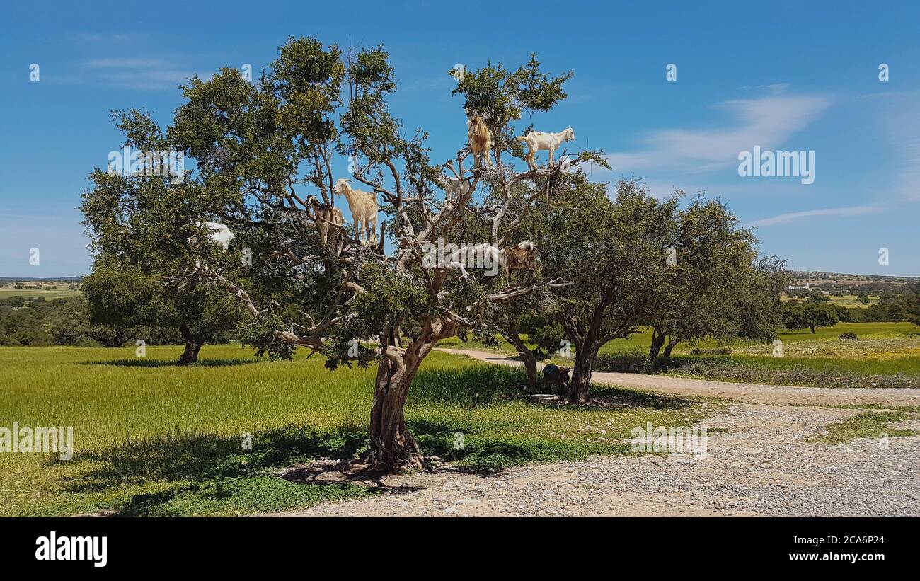 Argan tree with a large crown, on the branches of a goat eating argan fruits, Morocco Stock Photo