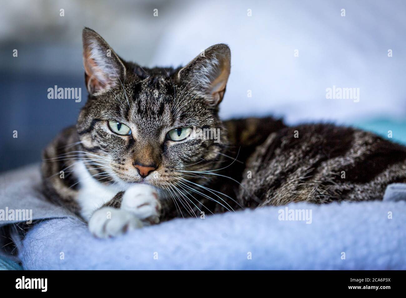 A portrait of a tabby cat Stock Photo - Alamy