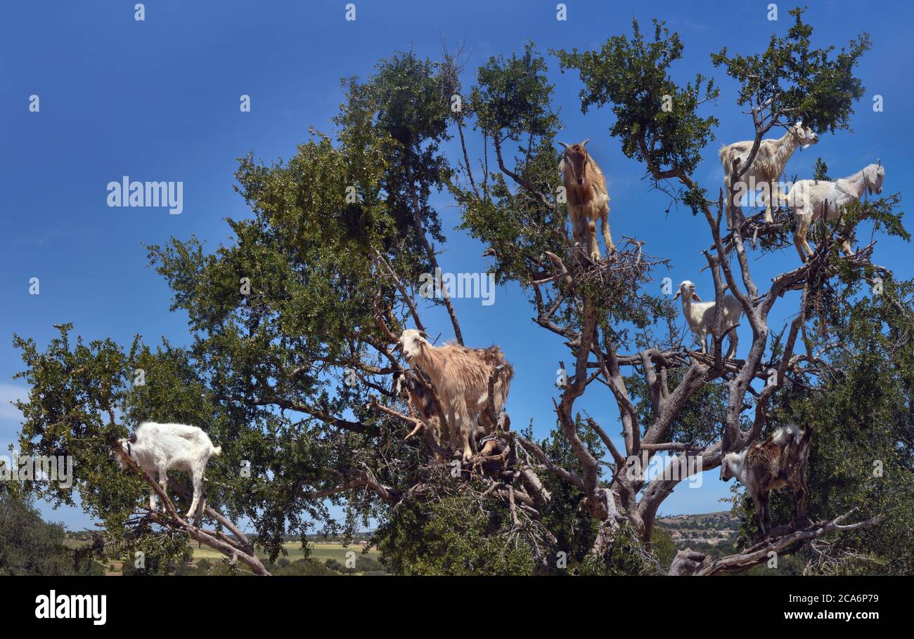 Crown argan tree with white goats on branches against a blue sky background, panorama, Morocco Stock Photo