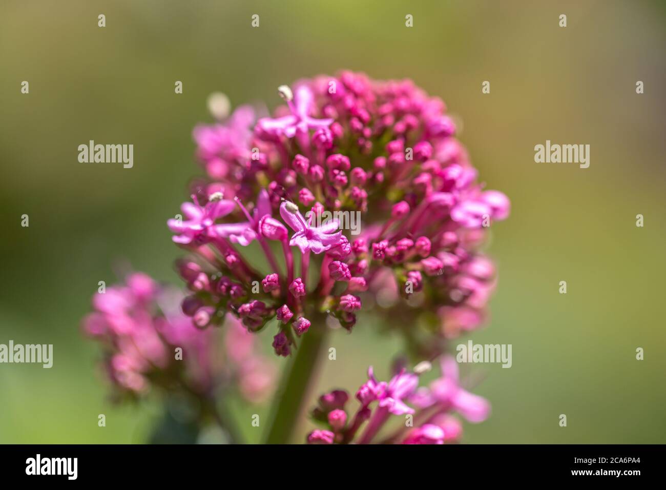 A close up red valerian flowers, with a shallow depth of field Stock Photo