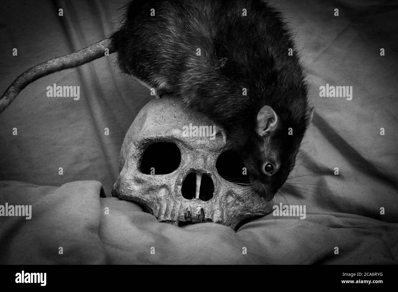 Pet rat playing near old decayed human skull as plague concept Stock Photo