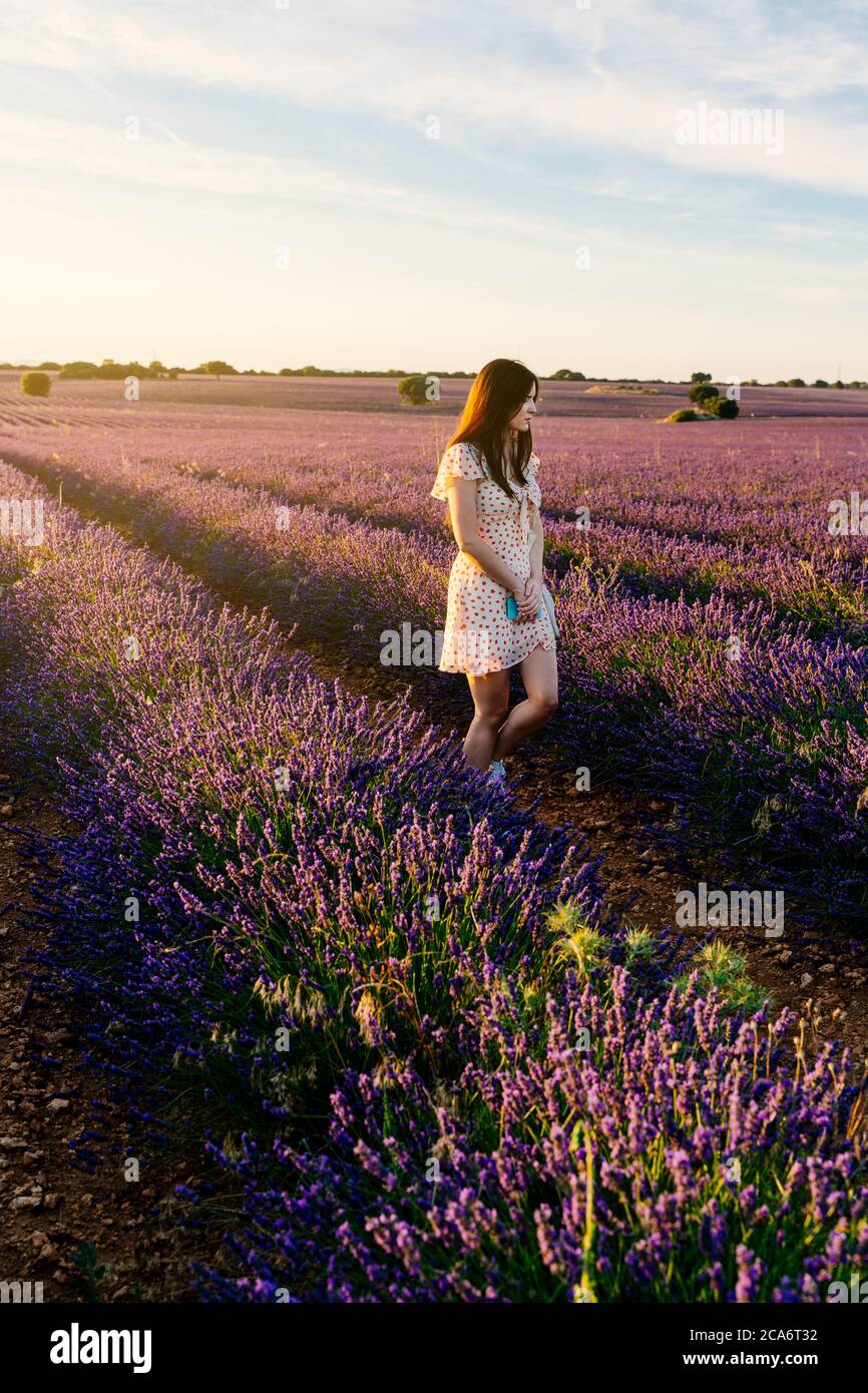 Brunette woman in purple dress in lavender field at sunset hi-res stock ...