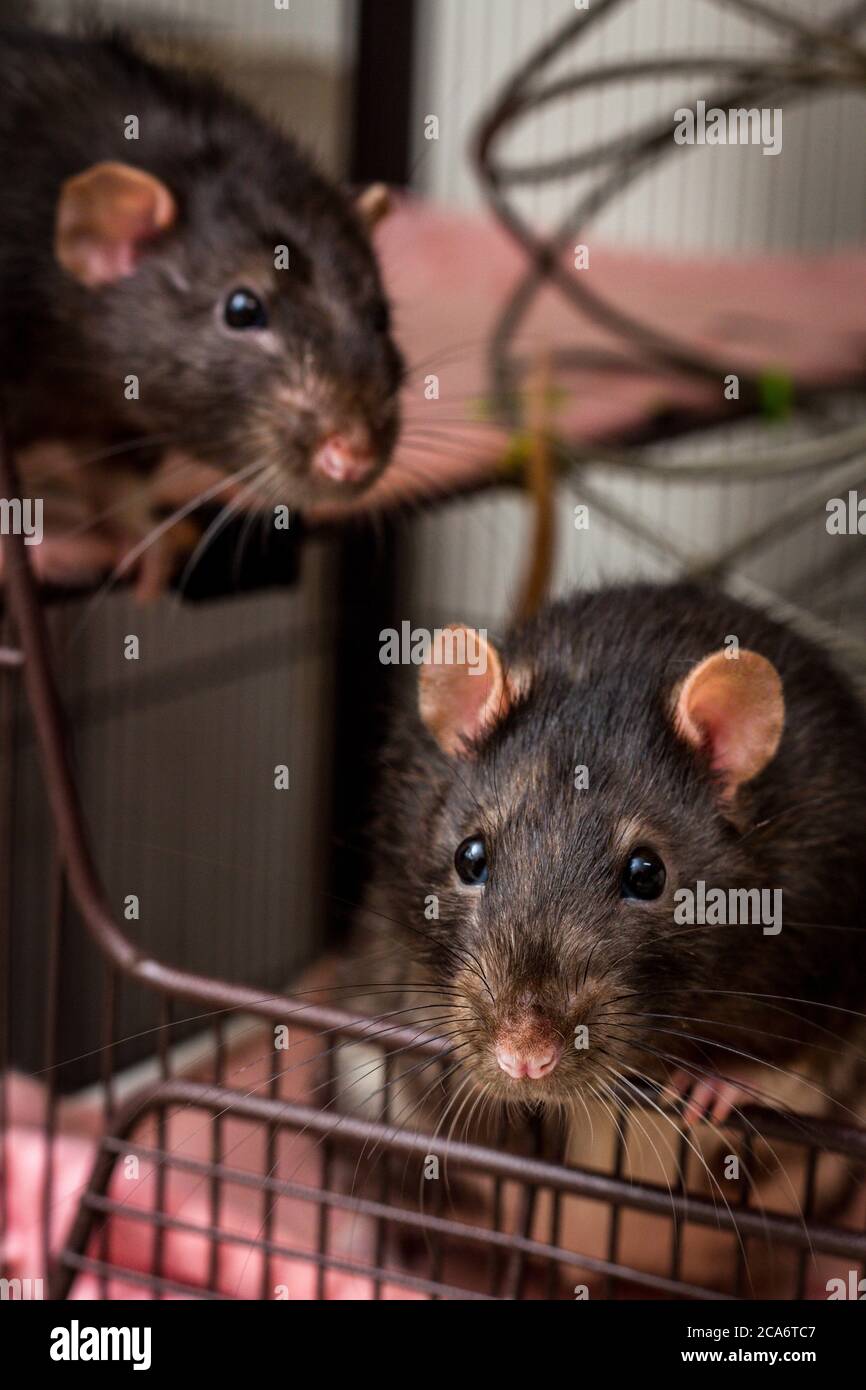 Fancy berkshire pet black rat at cage opening Stock Photo Alamy