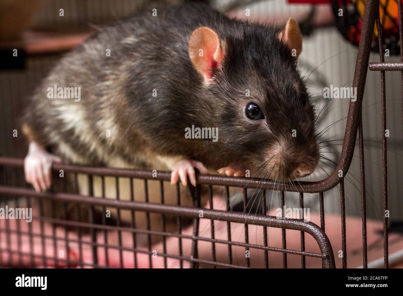 Fancy berkshire pet black rat at cage opening Stock Photo Alamy