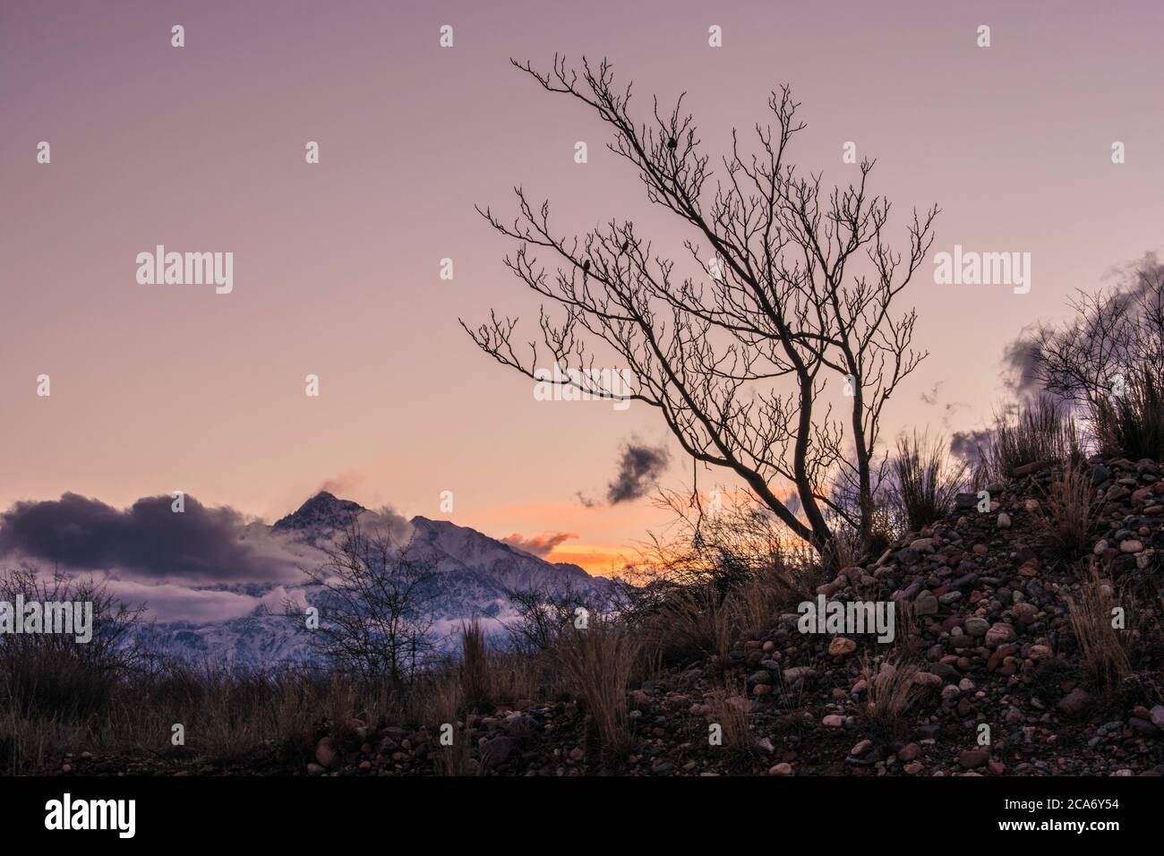 Birds eye view tree hi-res stock photography and images - Alamy