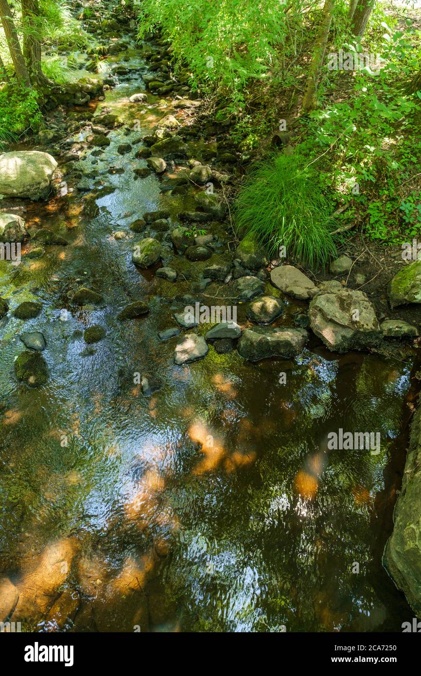 River creak stream in forest hi-res stock photography and images - Alamy