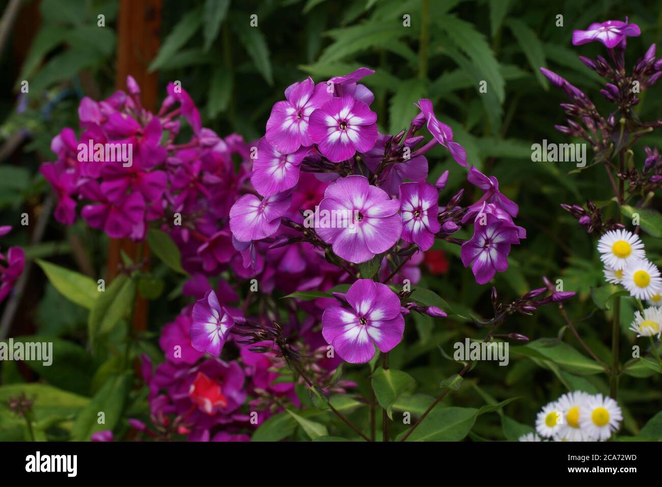 Beautiful purple phlox in the summer in the garden. Other flowers in the background. Stock Photo