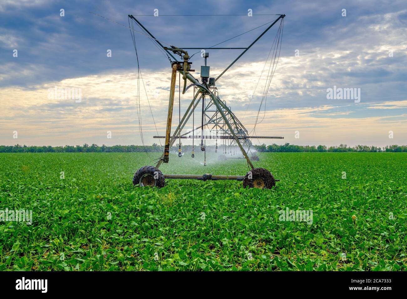 A Detailed Sprinkler System Installation Guide - Hooked Home