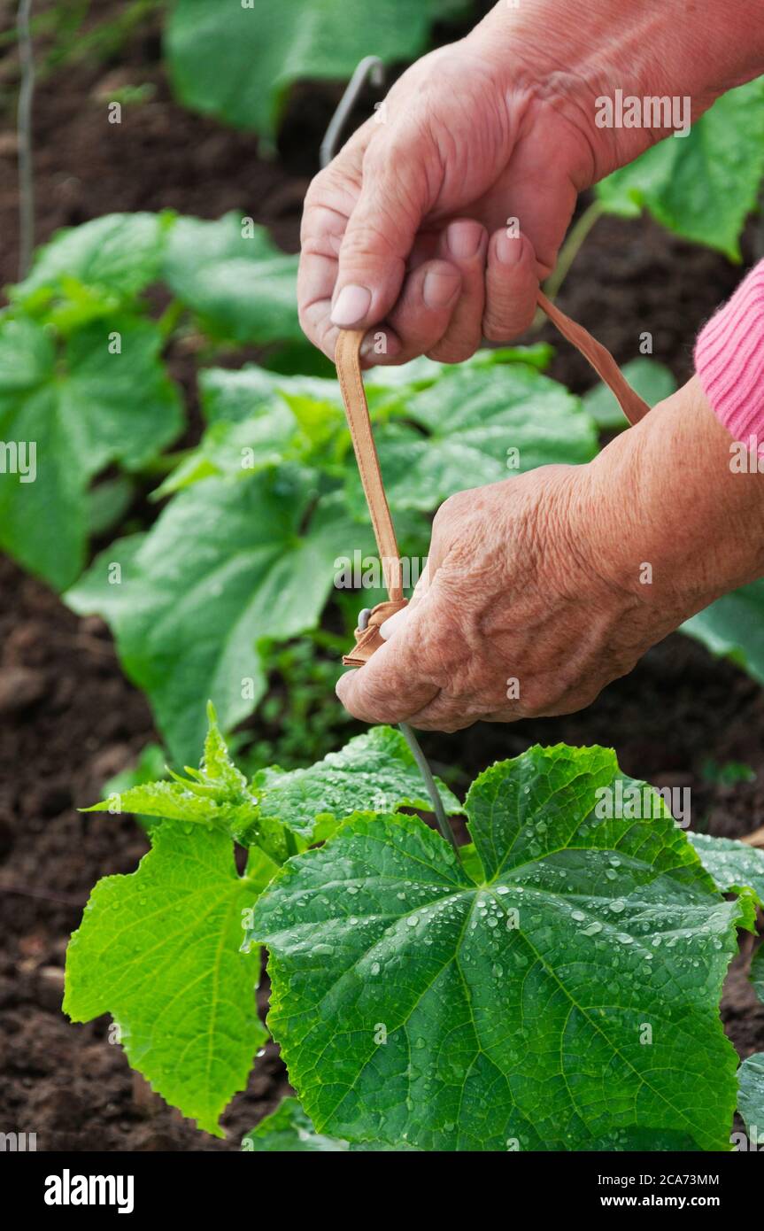 hand of senior woman tied up cucumber in the garden, green seedlings of cucumbers in greenhouse Stock Photo