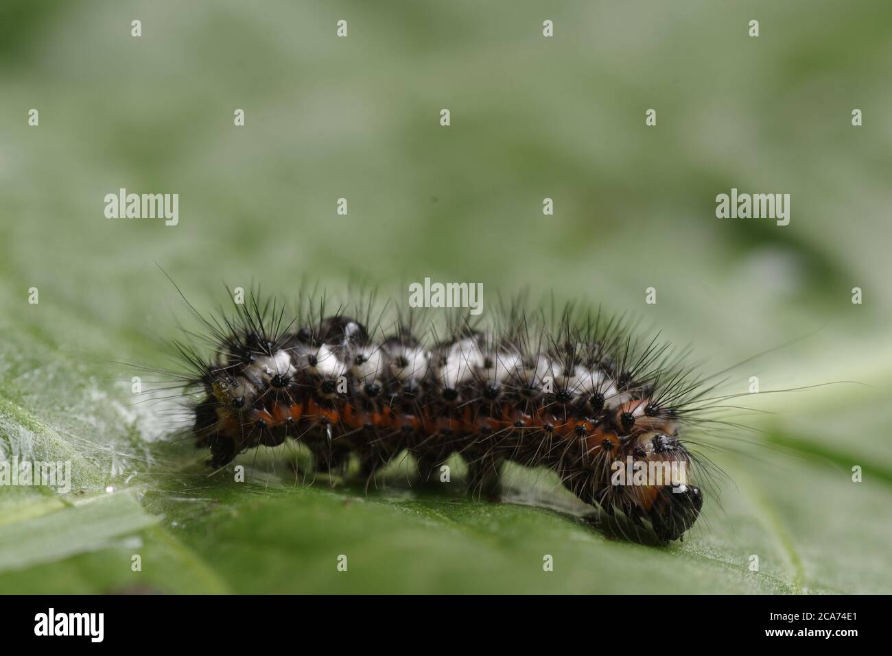 Knot grass moth caterpillar larva hi-res stock photography and images ...