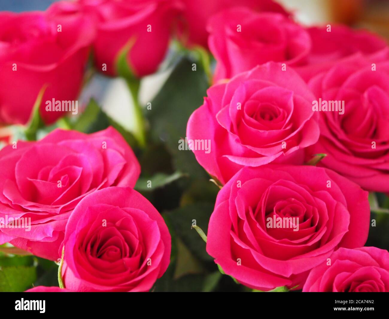 Close up Shot of a Dozen Roses Stock Photo Alamy