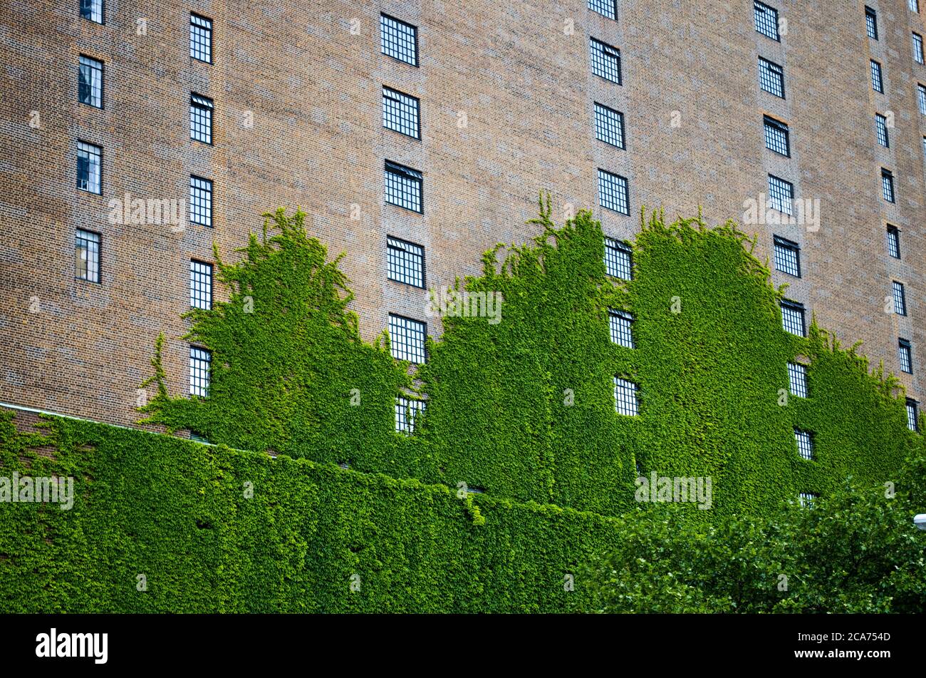 Vines on brick wall hires stock photography and images Alamy