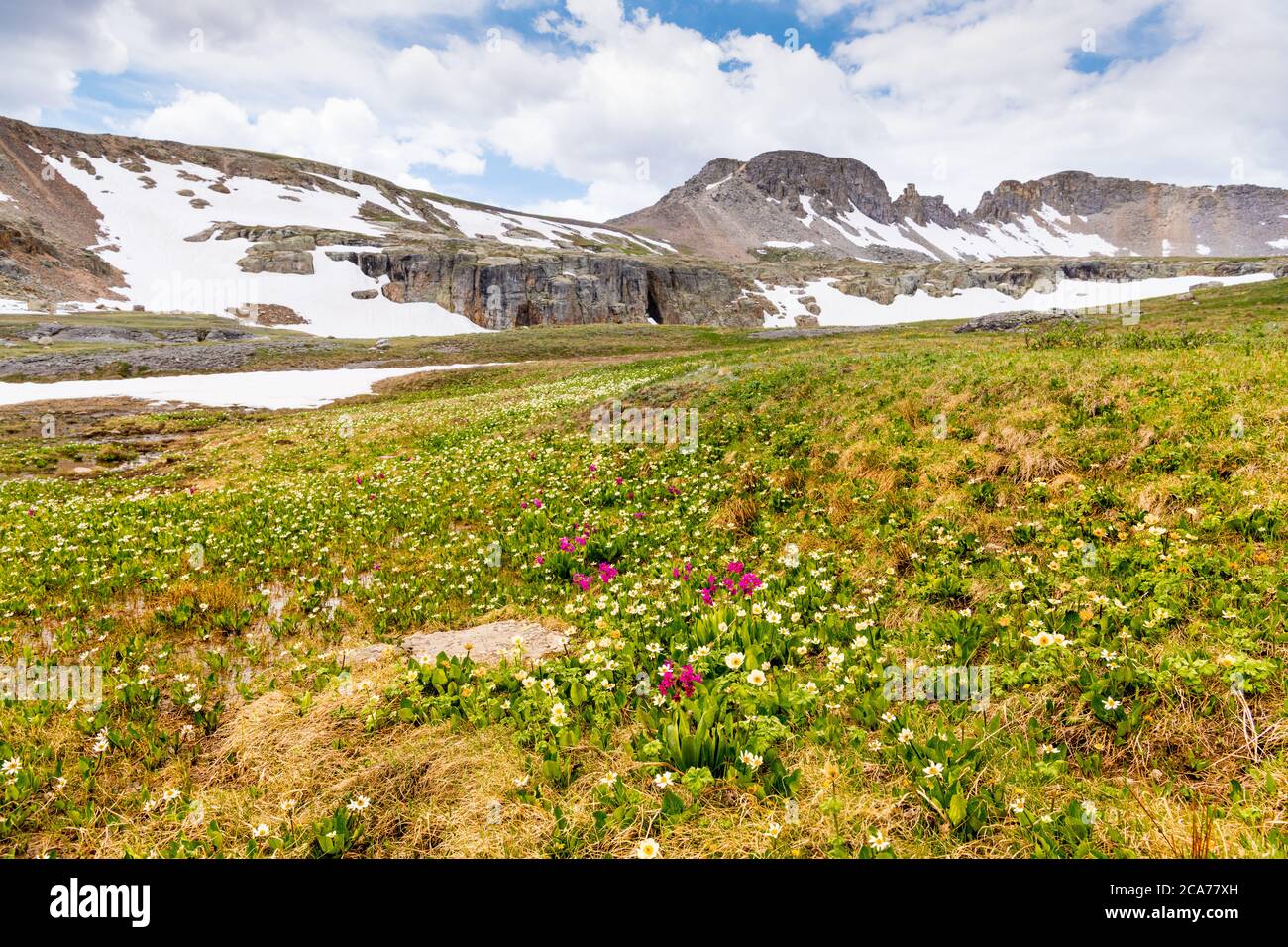 White wildflowers hi-res stock photography and images - Alamy