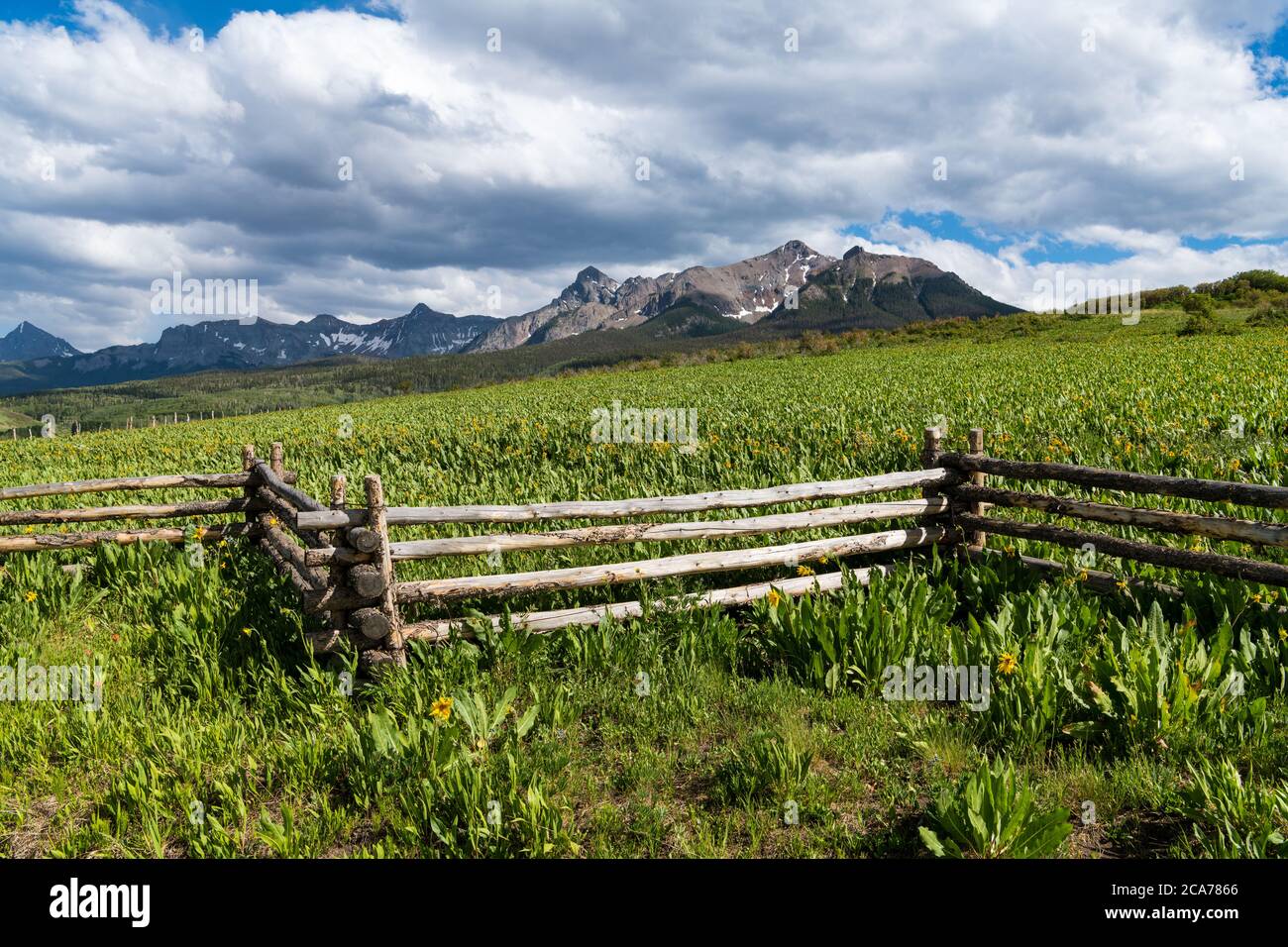Field of yellow sunflowers and a zig zag rustic wood log fence on a ranch below the snow-capped Colorado Rocky Mountains Stock Photo