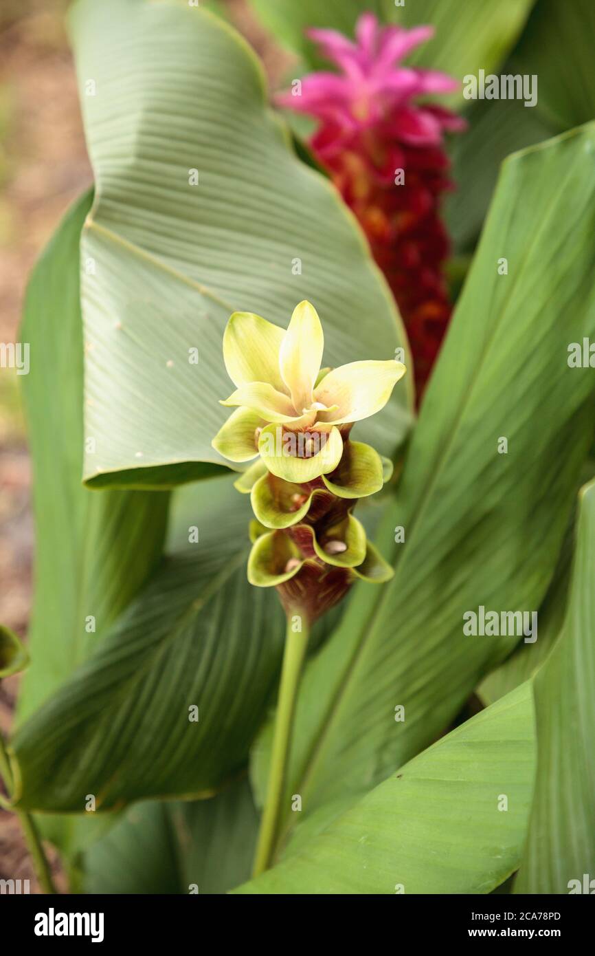 Yellow and Pink Siam tulip tropical ginger flower Curcuma alismatifolia related to turmeric is native to Laos and North Cambodia. Stock Photo