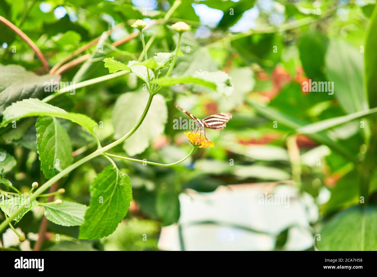 Group butterflies flying light hires stock photography and images Alamy