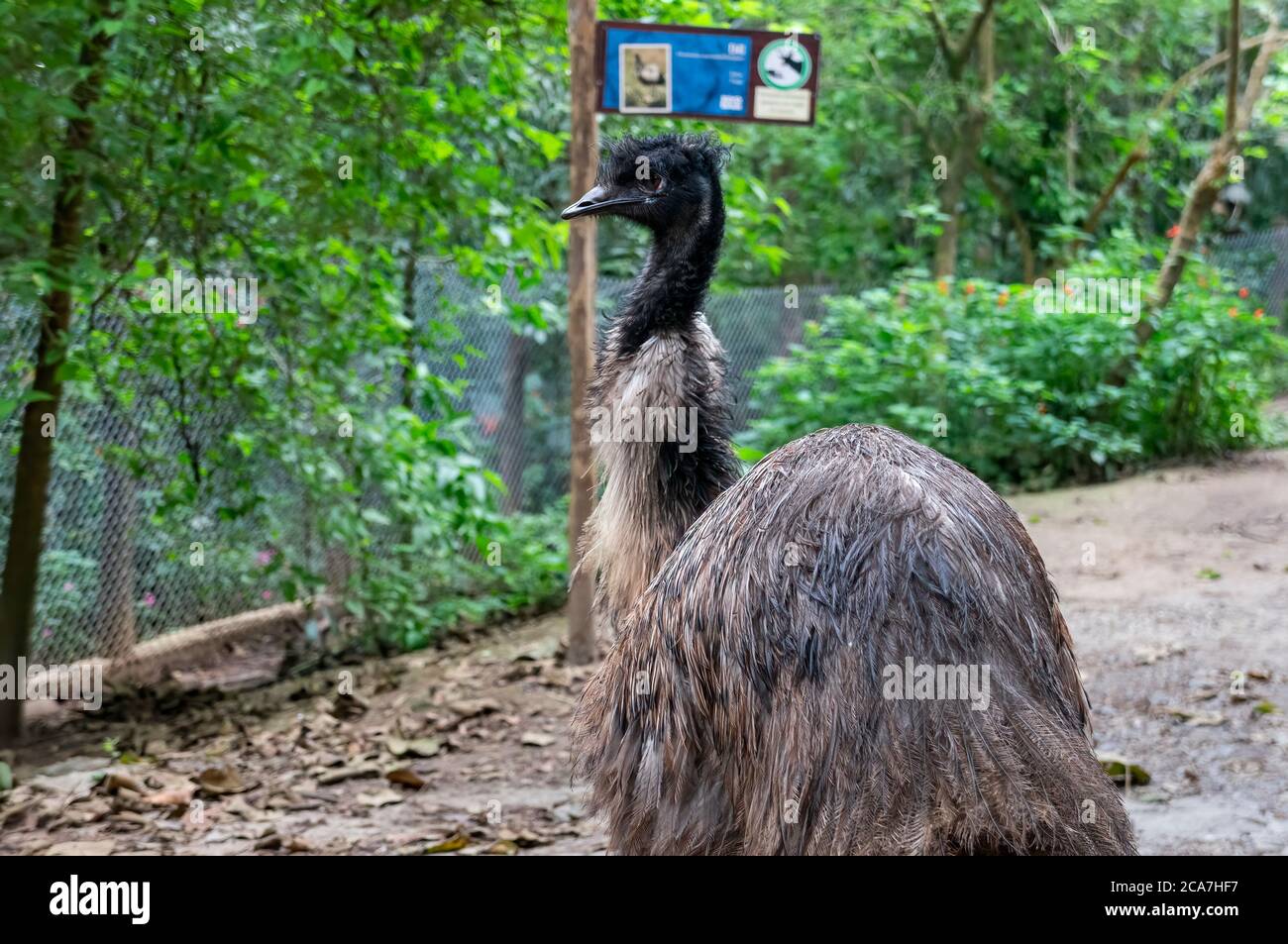 An Emu (Dromaius novaehollandiae - 2nd largest living bird by height, after its ratite relative, the ostrich) walking around in Zoo Safari zoo park. Stock Photo