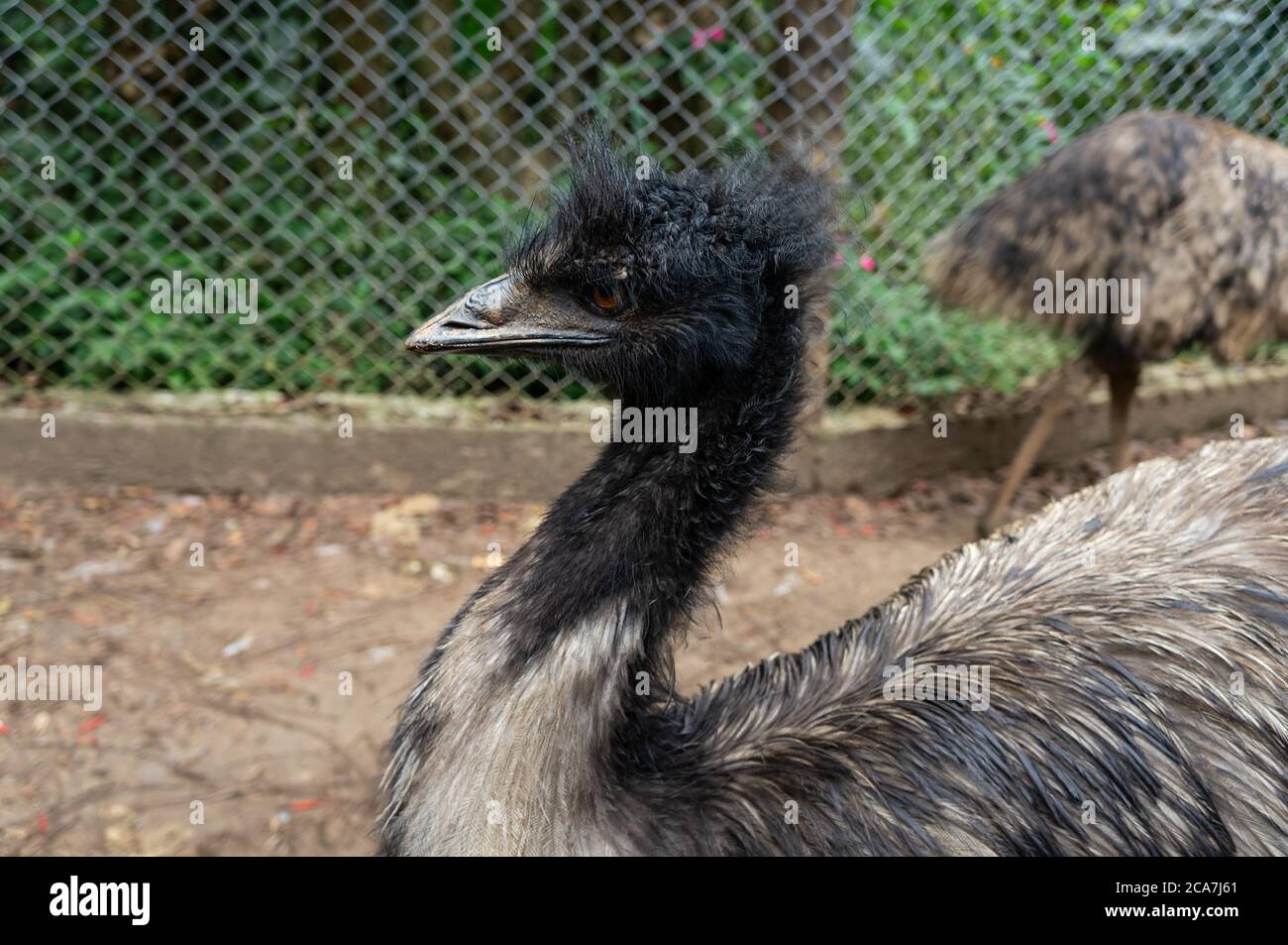 Portrait of an Emu (Dromaius novaehollandiae - 2nd largest living bird by height, after its ratite relative, the ostrich) inside Zoo Safari zoo park. Stock Photo